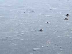 hermit crab Stock Footage