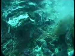 Clam - underwater, MS spawning Stock Footage