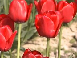 Tulips Farm #02 Stock Footage