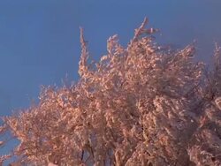 HD: Snow covered tree top Stock Footage