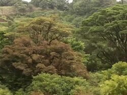 Rainforest Canopy Stock Footage