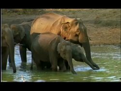Elephants (Elephas maximus) drinking in water hole, Nagarahole, Southern India Stock Footage
