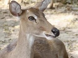 Brow-antlered deer Stock Footage