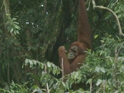 MS Orang utan moving in tree / Bukit Lawang, North Sumatra, Indonesia Stock Footage
