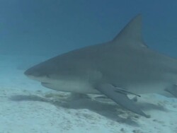 MS TS Bull shark over sand / Playa del Carmen, Isla Mujeres, Mexico Stock Footage