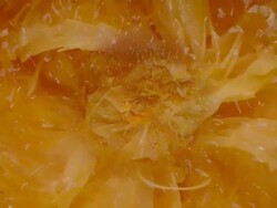 SQUEZZED ORANGE - HD loop Stock Footage