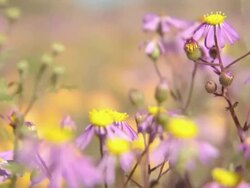 MS R/F Shot of Common felicia flowers carpeting slopes of rocky outcrops / Namaqualand, Northern Cape, South Africa Stock Footage