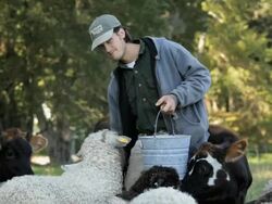 Young Farmer Feeding Sheep and Cows in Pasture / Richmond. Virginia, USA  Stock Footage