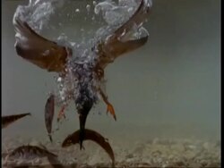 High speed - Kingfisher dives for fish, catching one Stock Footage