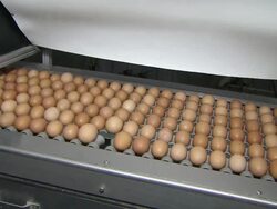 MS Shot of Egg production line / Anseong, Gyeonggi-do, South Korea Stock Footage