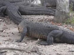Group of Alligators Stock Footage