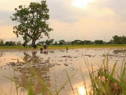 Farmer grow rice Stock Footage