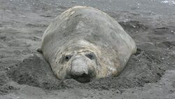 A Southern Elephant Seal; Mirounga leonina, at Hannah Point, on livingston Island in the South Shetland Islands off the Antarctica Peninsular. Stock Footage