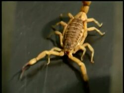 Brazilian areas stung by scorpion invasion News Clip