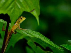 Chameleon Stock Footage