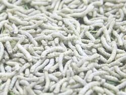 Silkworms Stock Footage