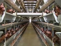 MS Shot of Chicken farm / Anseong, Gyeonggi-do, South Korea Stock Footage