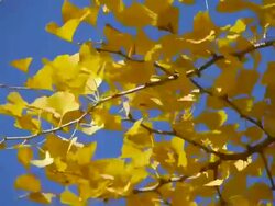 yellow ginkgo leaves in autumn Stock Footage