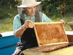 Beekeeper Stock Footage