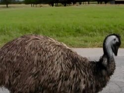 Attwater's Prairie Chiken Stock Footage