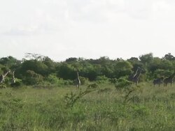 Herd Of Giraffe Distant 3 Stock Footage