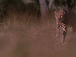 Slow motion pan of a cheetah running through the veld Stock Footage
