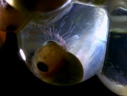 Frog, CU advanced frog embryo development ?.  Panama. Stock Footage