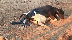 Calving cows on a local farm in a natural way. Stock Footage