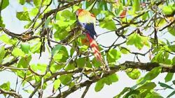 MS Macaws on a tree Stock Footage