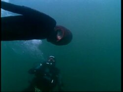 North Pacific Giant Octopus (Enteroctopus dofleini) and diver, Puget Sound, Washington, USA Stock Footage