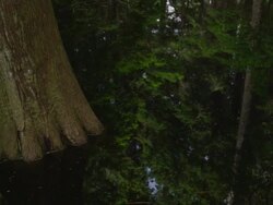MS PAN Reflection of trees in water / Cortes, British Columbia, Canada  Stock Footage