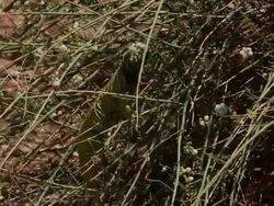Ornate Mastigure (Uromastyx ornata)- Endangered and rare species. Colorful male climbing and eating Taily Weed bush fruits, Negev desert, Israel Stock Footage
