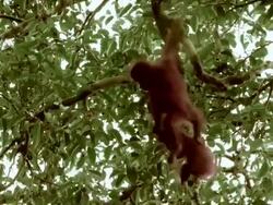 Infant orangutans playing together in the trees Stock Footage