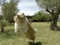 High Speed collie (Canis lupus familiaris) catching ball, Spain. Stock Footage