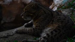 fishing cat (Prionailurus viverrinus ) , Tiger family in Thailand Stock Footage