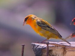 Block Shot Bird Praslin Seychelles Stock Footage