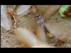 Winged termites emerge from hole, close up, Nagarahole, Southern India Stock Footage