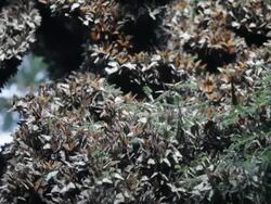 Michoacan Monarch Reserve Stock Footage