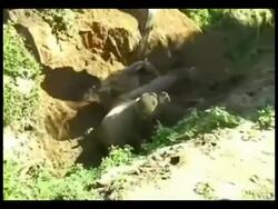 Young Elephant Rescued After Two Hours Stuck In A Stock Footage
