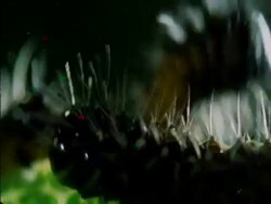 ECU Caterpillars crawling on side of leaf, Botswana, Africa Stock Footage