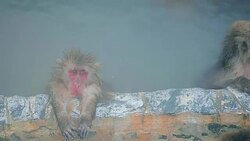 Japanese snow monkeys bathing in hot spring Stock Footage