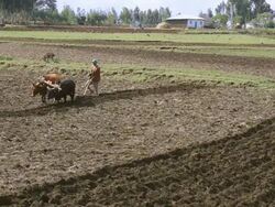 MS Farming with plow of Oromo, Tribe people in field farm with oxen / Rift Valley Langano, Ethiopia Stock Footage