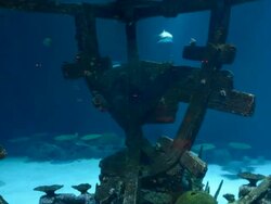 HYPERLAPSE: Shark Reef Aquarium At Mandalay Bay Time Lapses Stock Footage