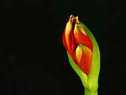 Amaryllis ferrari Blooming Stock Footage
