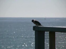 Predator, Survival: Bird Spies Lizard, Swoops, Flies Away with Prey Stock Footage