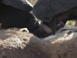 Vultures Stock Footage