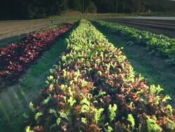 MS POV Leafy greens in field in Organic Farm / Langlois, Oregon, United States Stock Footage