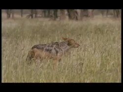 Blackbacked Jackals (Canis mesomelas) - eating carcass in grass, 2 fighting, one submissive, flowering grass waving in wind, sunny, MS standing panting in long grass, side view, one eating, one standing near, both eating (various shots) Stock Footage