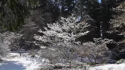 Snow on trees and garden, Seattle, Washington, USA Stock Footage