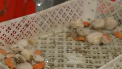 Oysters being shelled in a fish processing plant News Clip